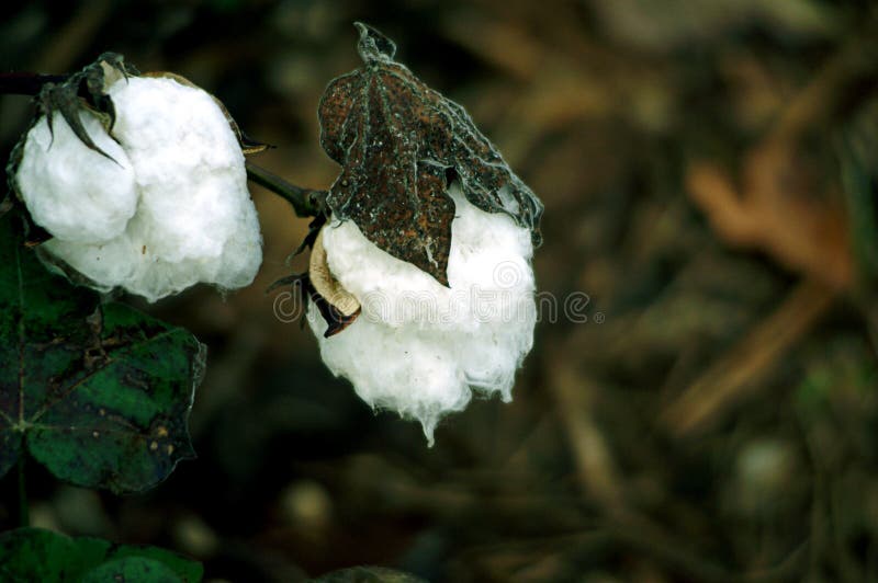 Cotton Growing stock image. Image of close, crop, grow 33156931