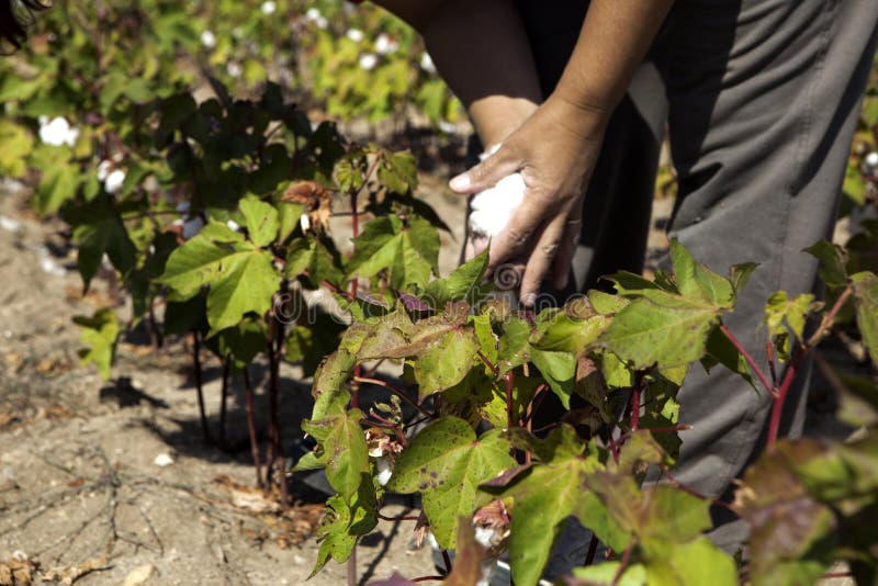 Cotton Plant Closeup Under Sunlight Stock Image Image of close
