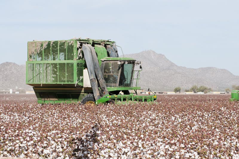 Raccoglitrice di cotone raccolti in un campo di cotone in Arizona.