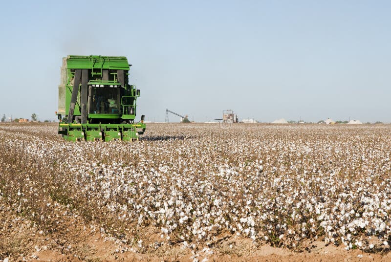 Cotton fields stock image. Image of fiber, grow, harvesting 16709519