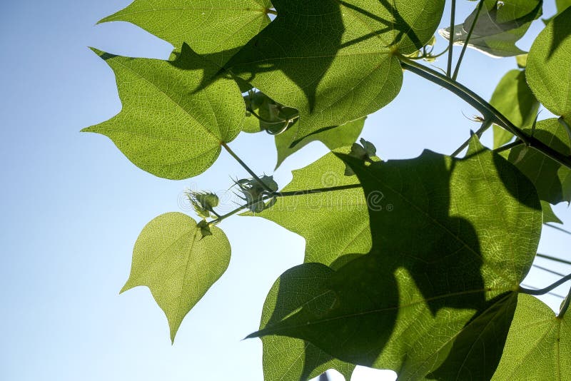 Cotton leaves stock image. Image of branch, green, textured 218888277