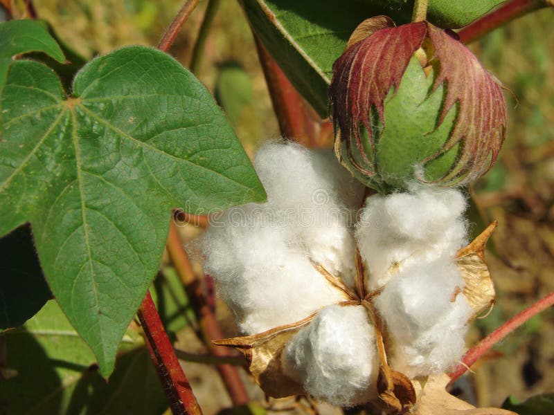 Cotton plant stock image. Image of grow, cultivated, cellulose - 17947165