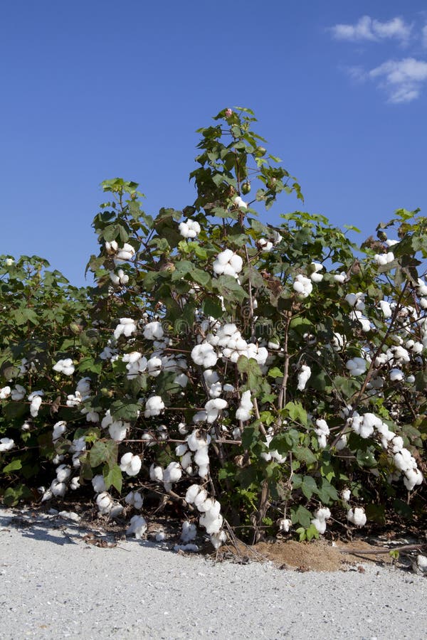 Cotton Plant stock photo. Image of plant, boll, gossypium - 27598798