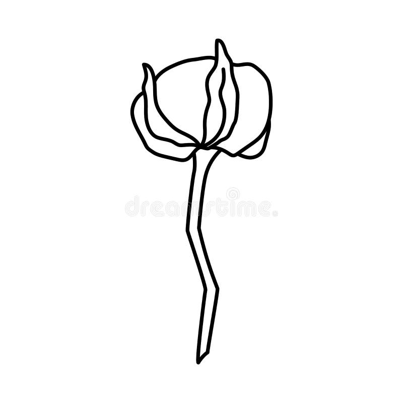 Cotton Plant Branch in Trendy Minimal Style. Outline Organic Cotton