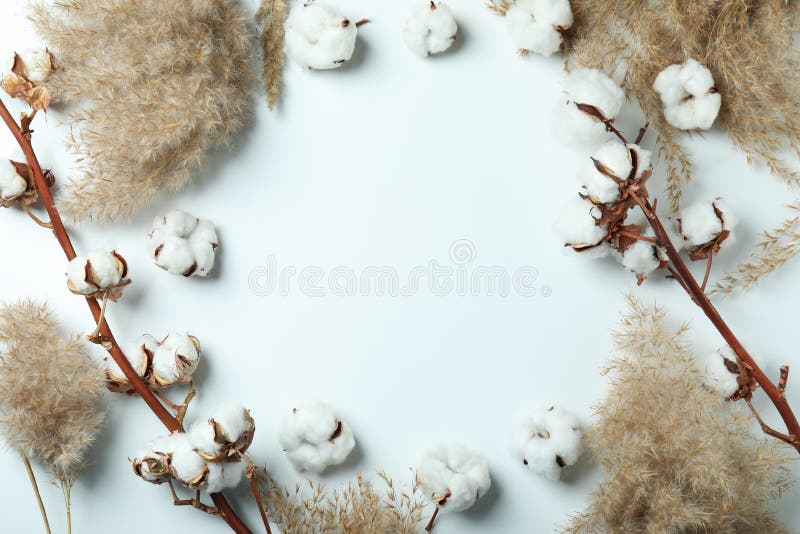 Cotton Plant Branches and Reeds on White Background Stock Image Image of soft, organic 217969981