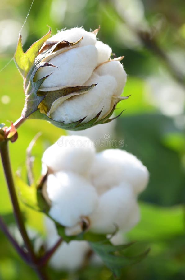 Cotton Plant Closeup Backlit by the Warm Summer Sun Stock Photo Image