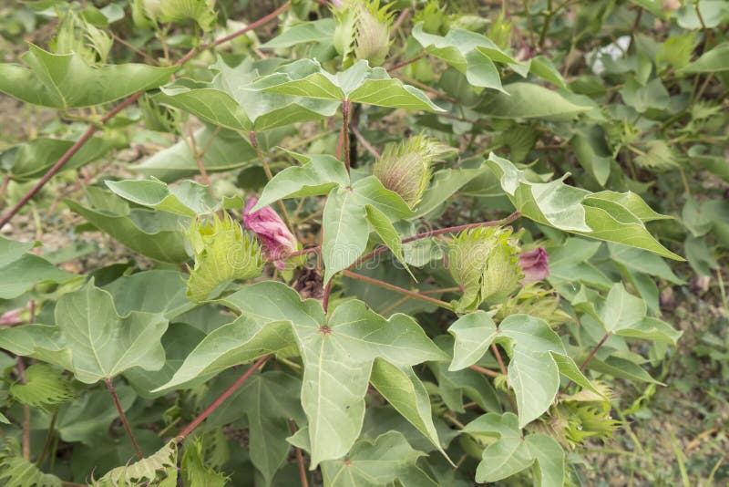 Cotton plant, cotton buds stock image. Image of fiber 57900151
