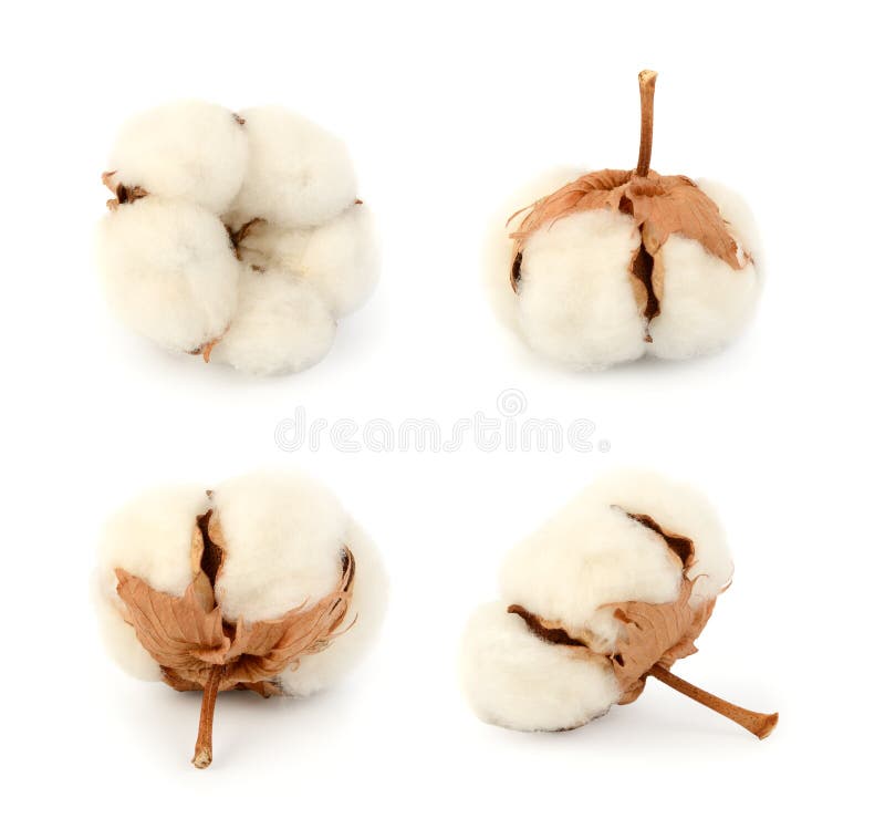 Cotton plant flower set stock photo. Image of flower 92224070