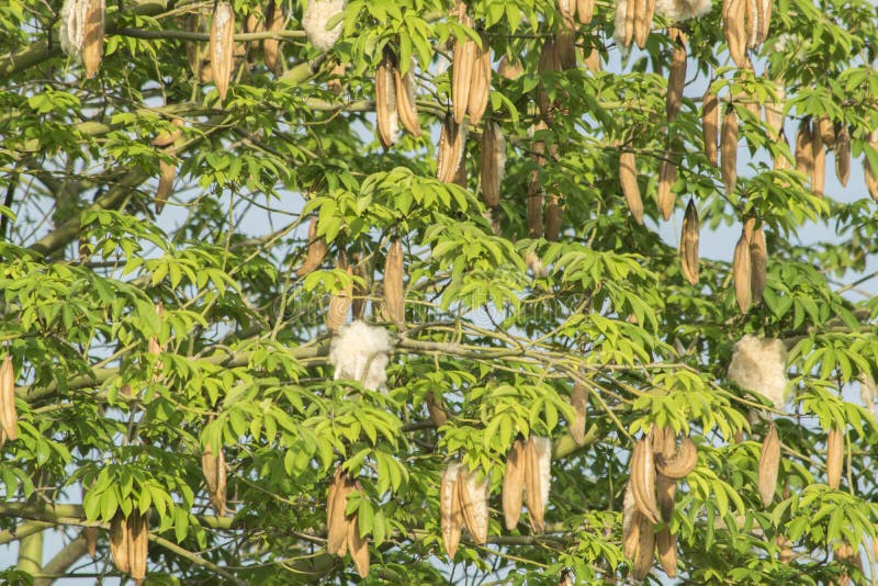 Cotton Plant stock image. Image of green, hanging, 54246483