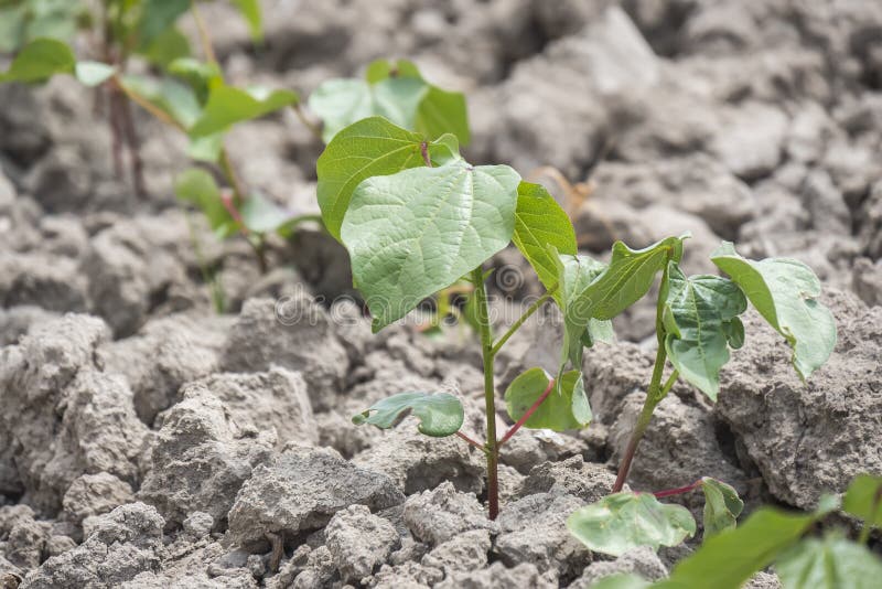 Cotton Plant Growing, Closeup Stock Image Image of growing