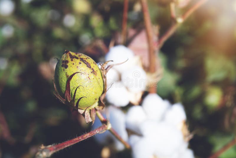 Cotton Plant Having Cotton Buds Stock Image Image of boll, south