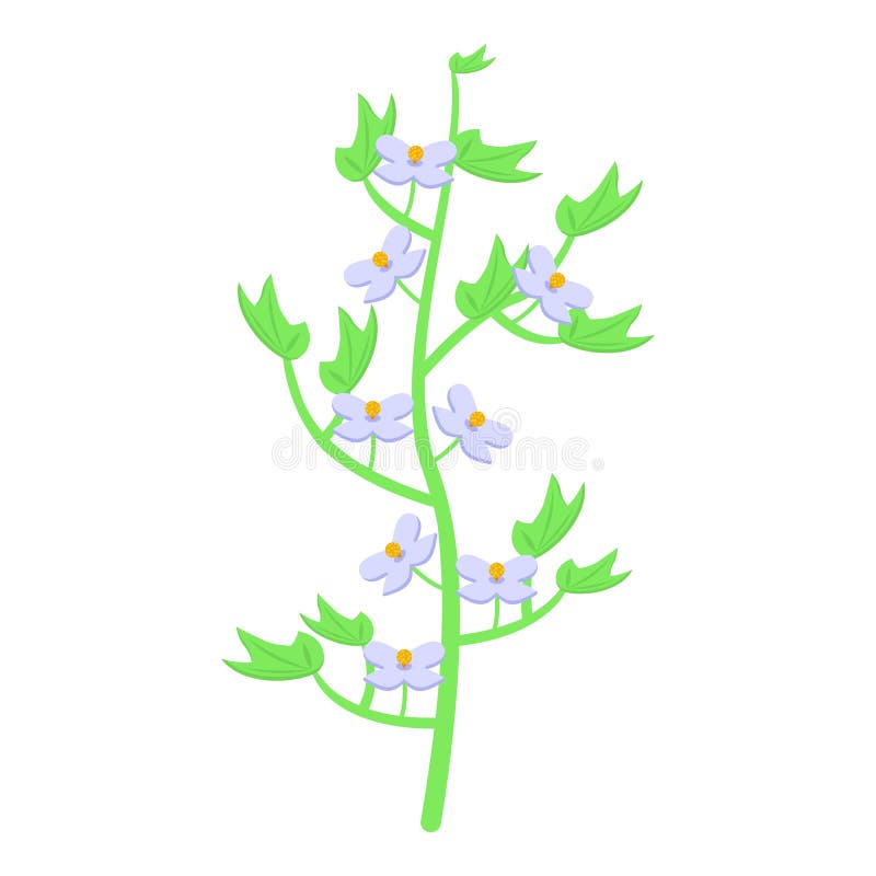 Cotton Plant Icon Isometric Vector. Soft Natural Stock Vector