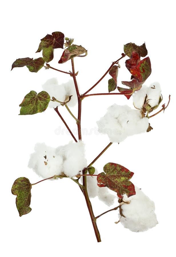 Cotton plant flower stock image. Image of fiber, dried 35219759