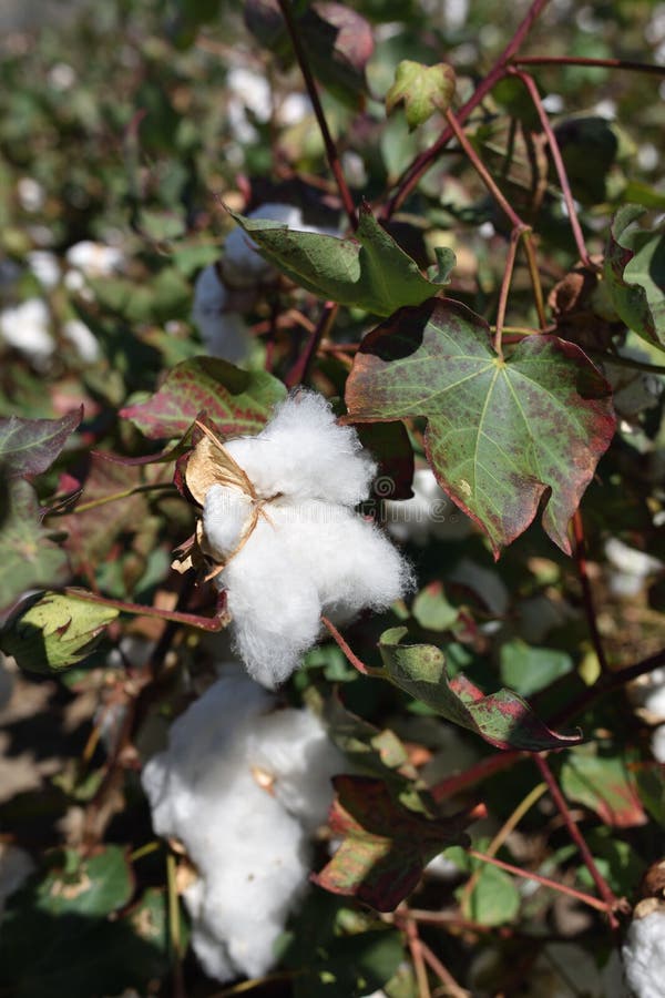 Cotton Plant Ready for Harvest. Greece Stock Photo Image of farming