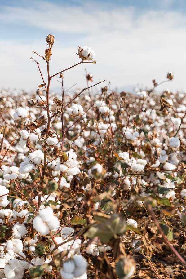 Cotton Plant Ready for Harvesting Stock Photo - Image of country ...