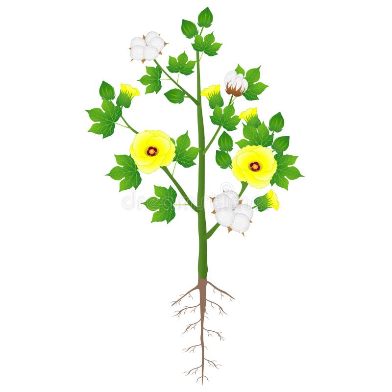 Cotton Plant Stock Illustrations – 18,927 Cotton Plant Stock Illustrations,  Vectors & Clipart - Dreamstime