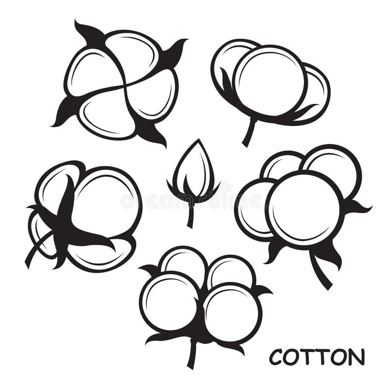 Cotton plant set stock vector. Illustration of plant - 155965947