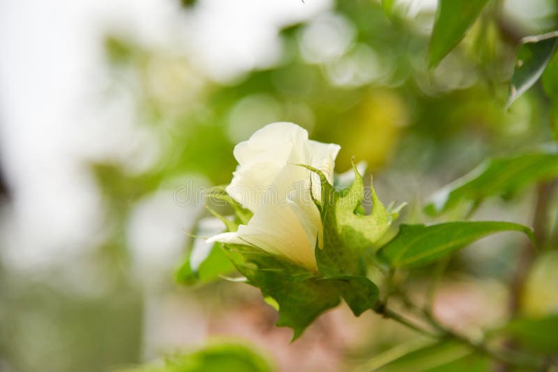 Cotton Plant Cotton Tree Flower Stock Photo Image of soft, healthy