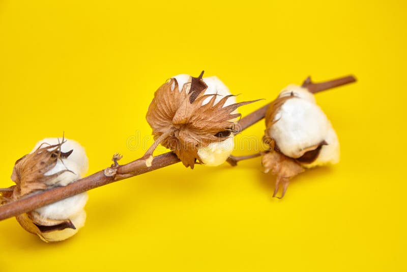 Cotton plant, white cotton flowers on yellow background.