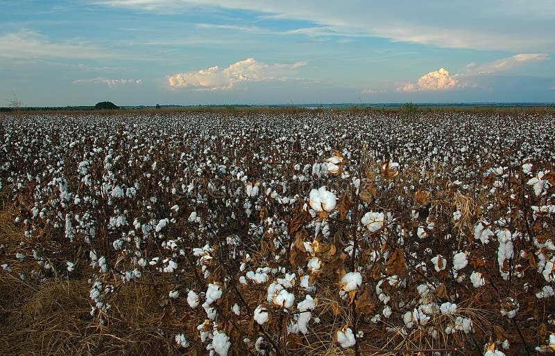 Cotton Plantation In The Farm Stock Image Image of crop, agriculture