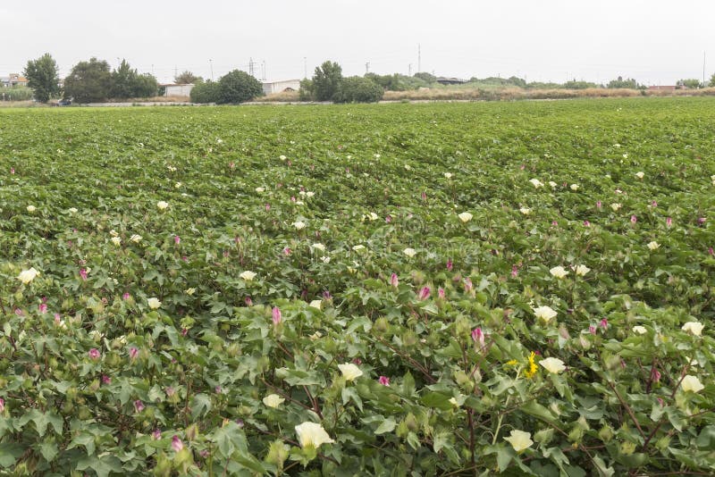 Cotton plantation in flower