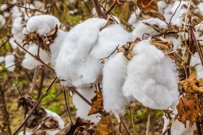 Cotton Plants stock photo. Image of cotton, farm, agriculture 38109210