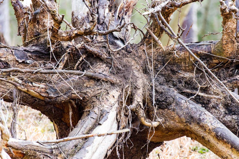 797 Cotton Root Stock Photos Free & RoyaltyFree Stock Photos from