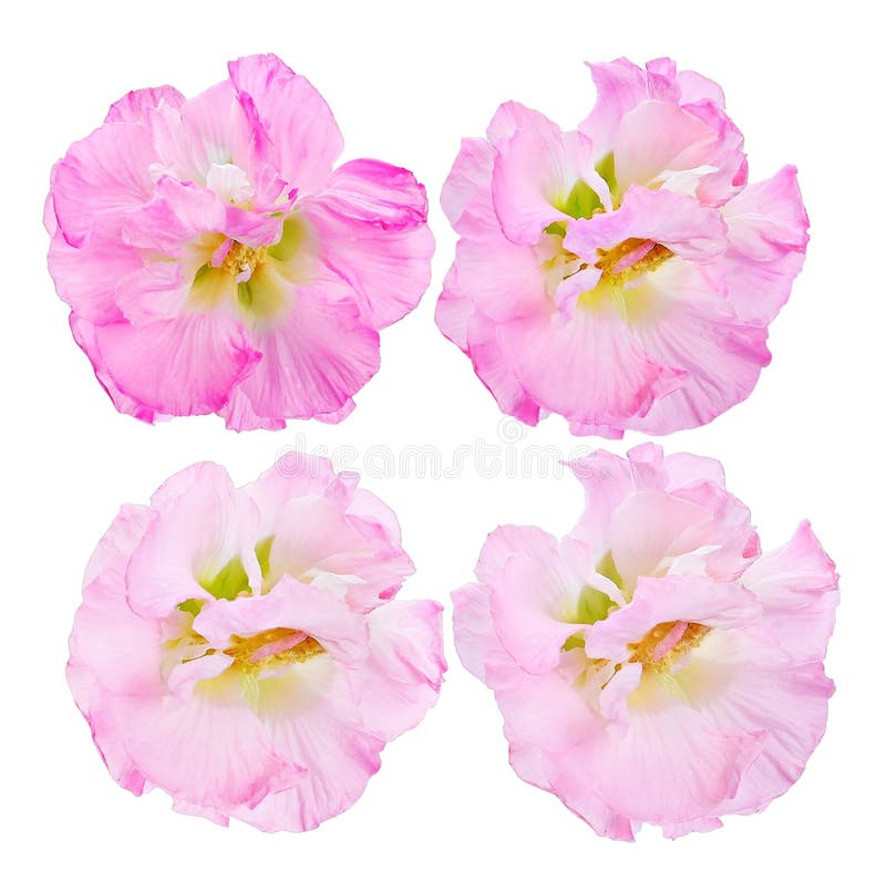 Cotton Rose Flower Isolate on White Stock Photo Image of design