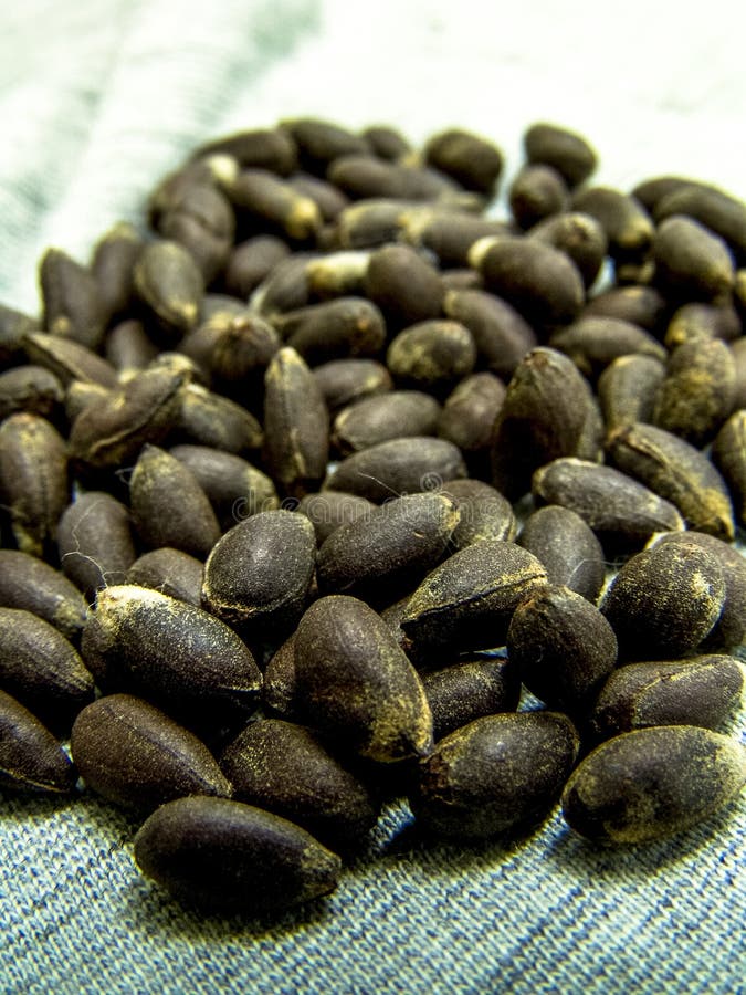 Cotton seed stock photo. Image of industry, isolated 61953470