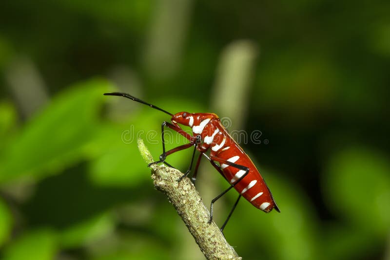 Cotton stainer on branches is considered an important insect stock image Cotton stainer on branches is considered an important insect stock image