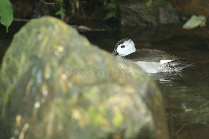 Cotton Teal Ducks stock image. Image of indore, birds 61153867