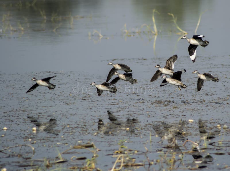 Cotton Teal Ducks stock image. Image of indore, birds 61153867