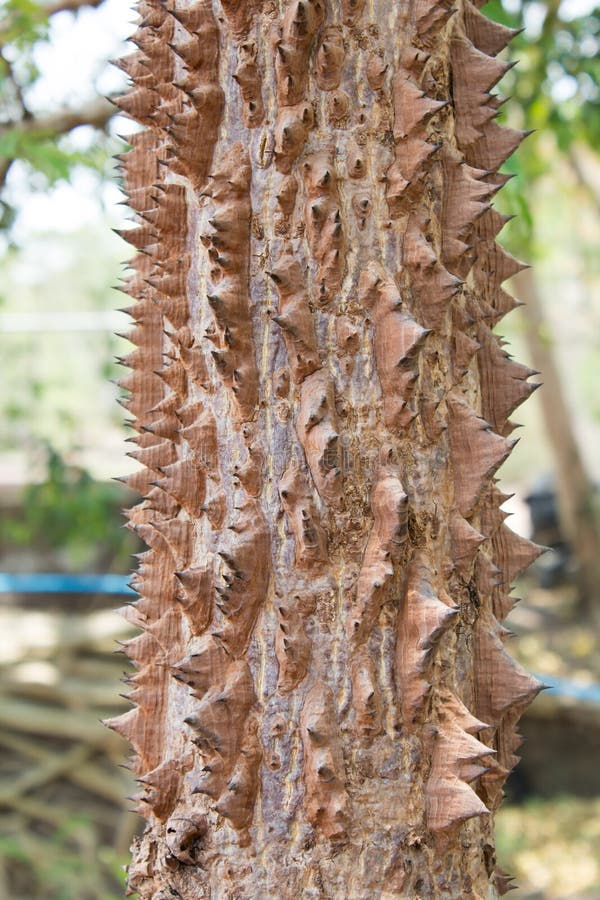 Cotton Tree With Many Of Thorns Stock Photo Image of thorn, cutton 55059968
