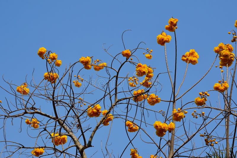 Cotton Tree, Yellow Silk Cotton Stock Photo Image of nature, flower 87601238