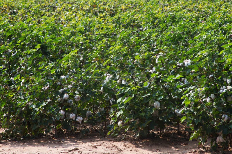 Cotton on the vine stock image. Image of crop, cotton 66527559