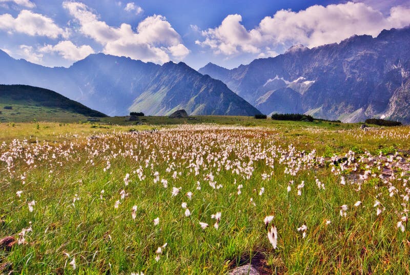 Bavlník kvete v Kobylí dolině ve Vysokých Tatrách v létě