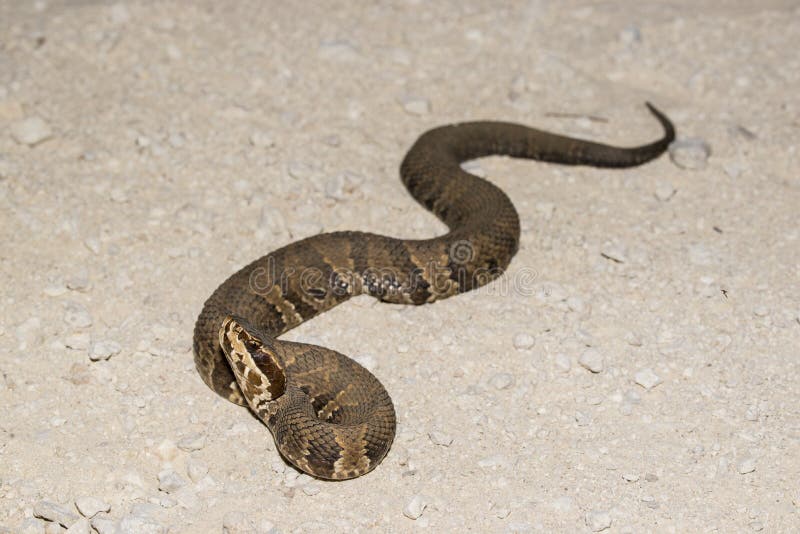 Florida Cottonmouth Eller Vattenmockasin Pit Viper Arkivfoto Bild av