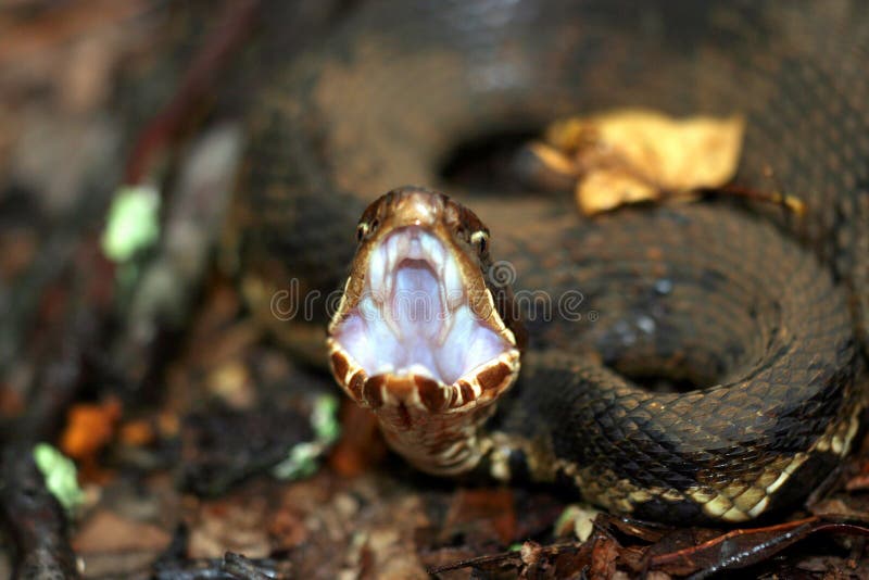 Cottonmouth stock image. Image of reptile, scales, cottonmouth 3840977