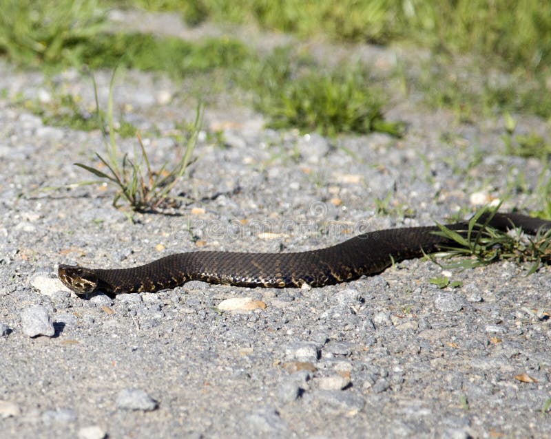 How to get rid of a cottonmouth snake