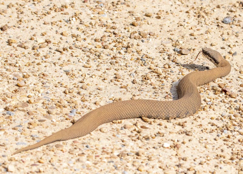Cottonmouth Snake Image stock photo. Image of amphibian 270408222