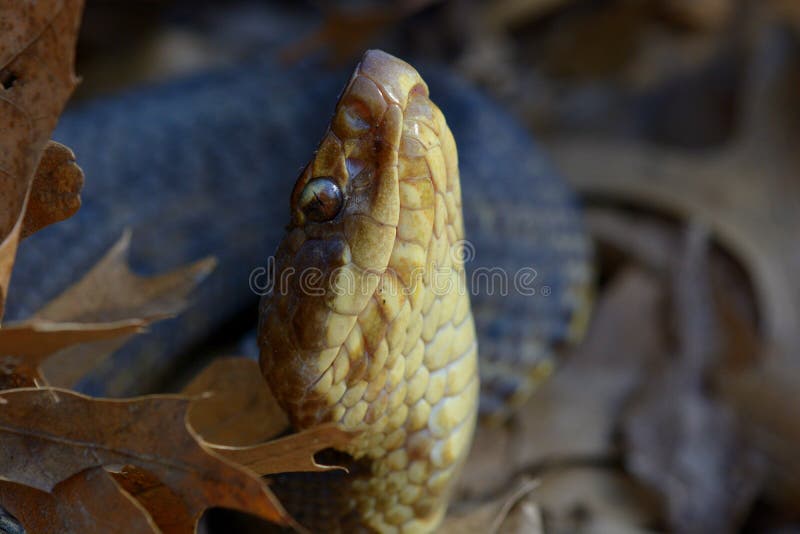 Cottonmouth stargazing stock image. Image of nature, reptile 39542209