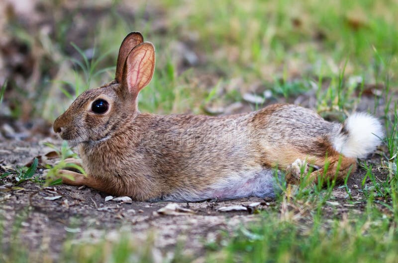 Cottontail bunny rabbit stock image. Image of animal 26095527