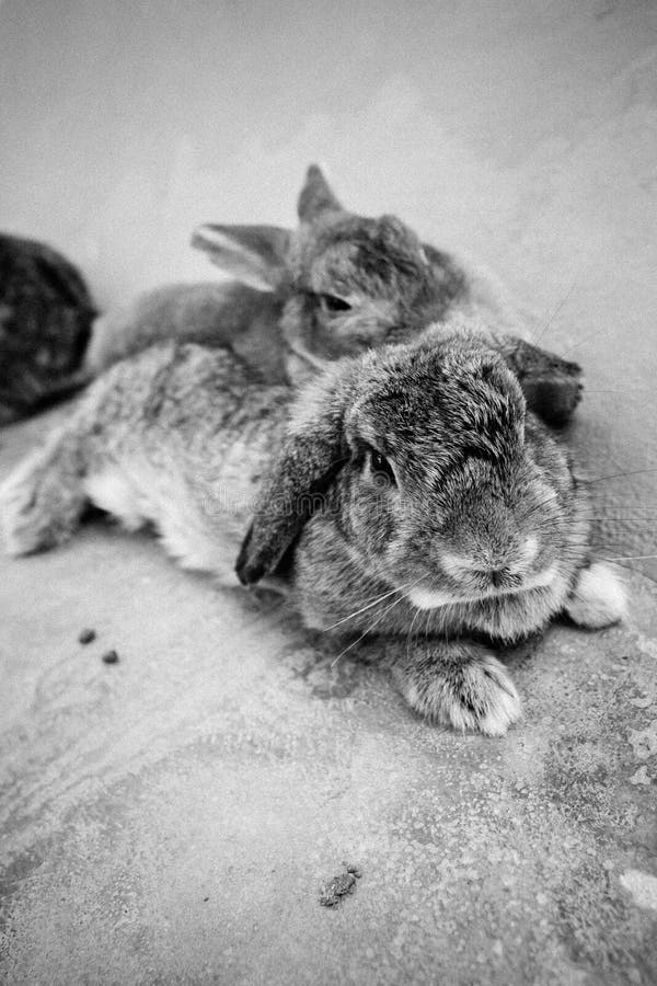 Bunny rabbit stock photo. Image of green, playful, furry 95965168