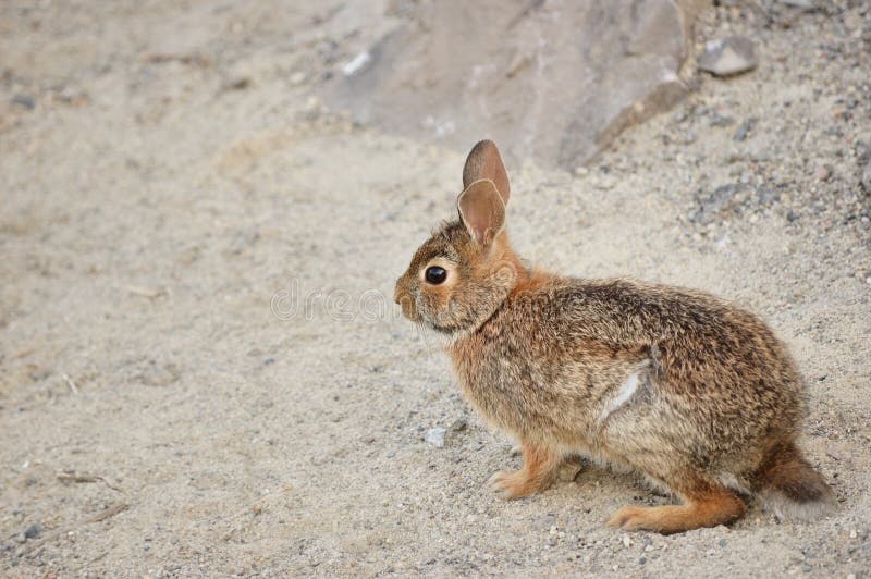Cottontail Rabbit stock image. Image of field, floridanus 15390495