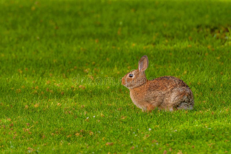 Cottontail Rabbit stock image. Image of field, floridanus 15390495