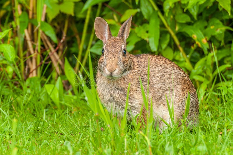 Cottontail Rabbit stock image. Image of field, floridanus 15390495