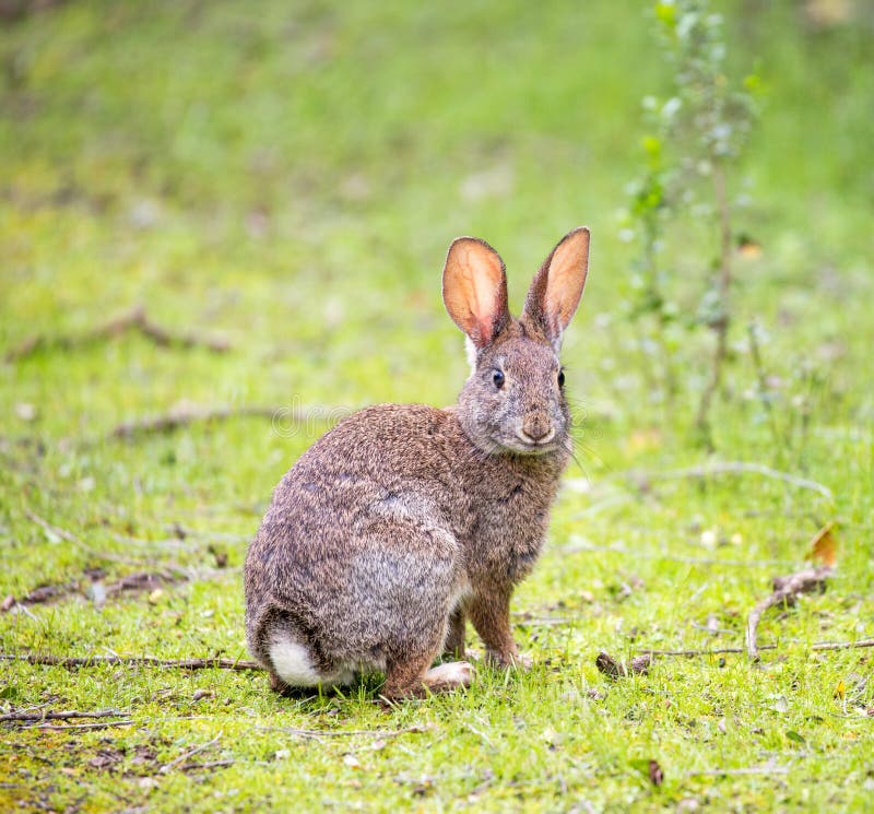 Cottontail Rabbit Sylvilagus Stock Image Image of wildlife, hunting