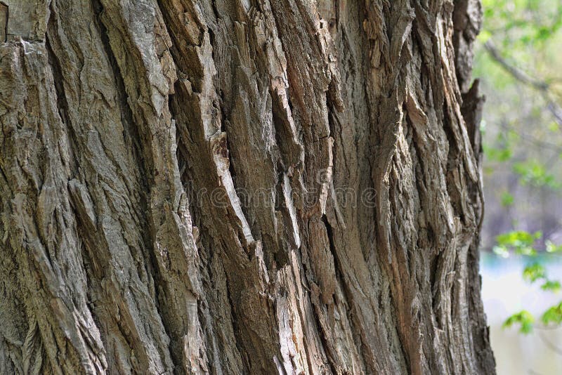 Cottonwood bark stock image. Image of trunk, detail, bark 5074721