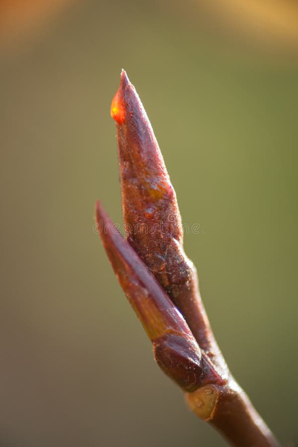 Cottonwood Bud in Late Fall Stock Photo Image of cottonwood, color