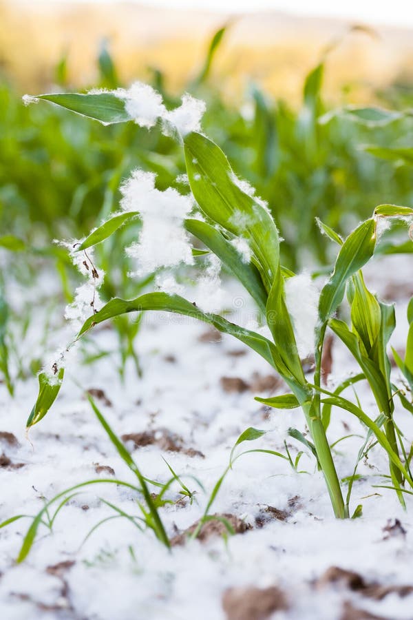 Poplar fluff stock photo. Image of reproduction, branch 44676882